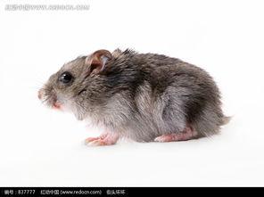 老鼠吃瓜素材图片,揭秘老鼠的“甜蜜”生活