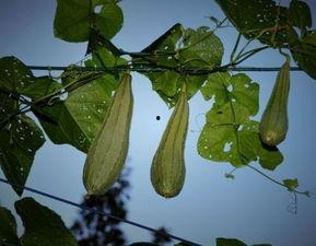 产妇吃八棱瓜,八棱瓜的营养功效与食用指南