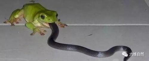 蛇院的吃瓜女孩子,揭秘吃瓜女孩子的校园生活点滴