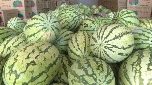 会宁吃瓜事件,一场网络舆论的风波与反思